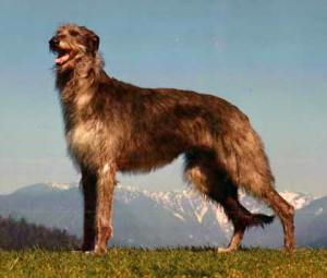 Description: Scottish Deerhound, Fernhill's Kendra Source: Fernhill website Date: 12:38, 11 March 2010 (UTC)  Author: Linda Lindt/Richard Hawkins; Linda Lindt Photographer; Used with permission